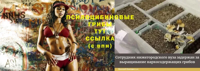 Галлюциногенные грибы Magic Shrooms  ОМГ ОМГ ССЫЛКА  Нововоронеж  где купить наркоту 